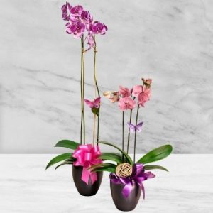 A Classic Potted Orchid