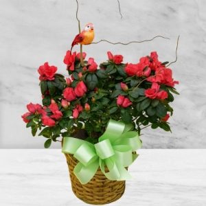 Azalea Later! Basket House Plant