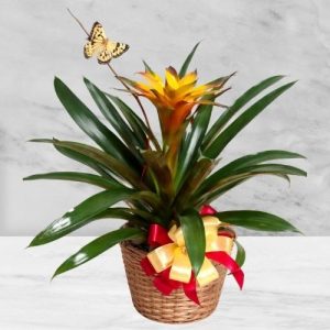 Bromeliad Basket