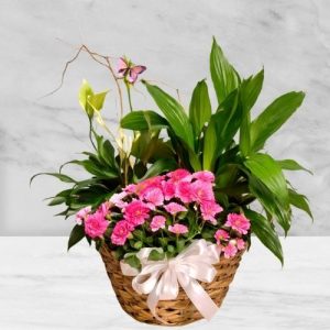 European Garden Basket House Plant