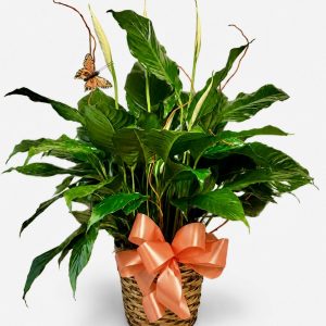 Plants