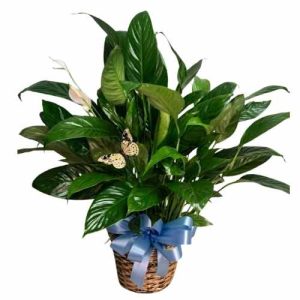Spathiphyllum - Peace Lily