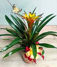 Bromeliad Basket