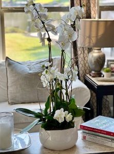 Phalaenopsis Orchid